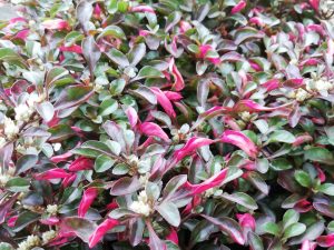 Pokok Alternanthera Mix