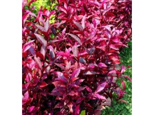 Pokok Alternanthera Merah