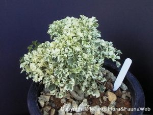 Pokok Polyscia Dwarf