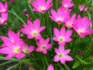 Pokok Rain Lily