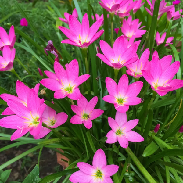 Pokok Rain Lily