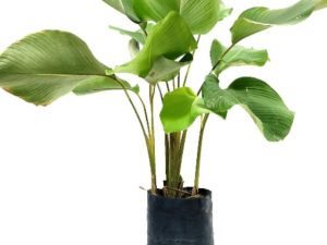Pokok Calathea Lutea
