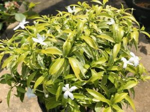 Pokok Jasmine Kuning