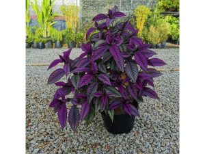 Pokok Persian Shield