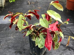 Pokok Sambang Darah