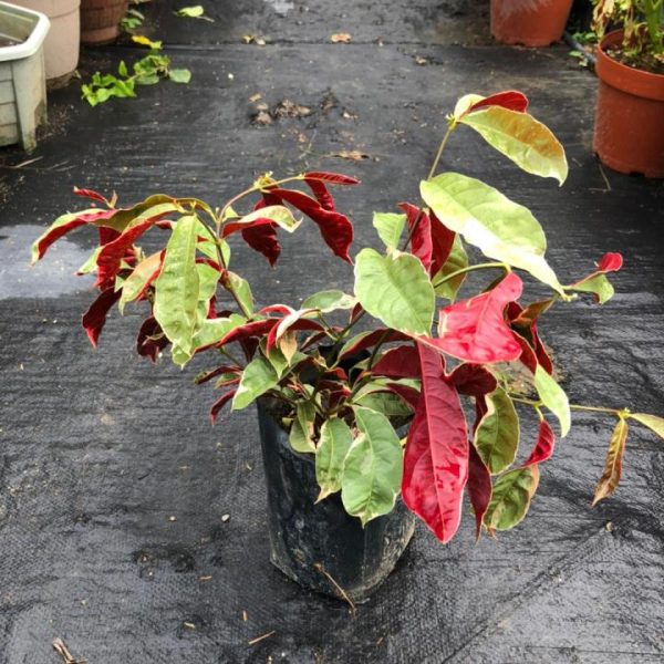 Pokok Sambang Darah