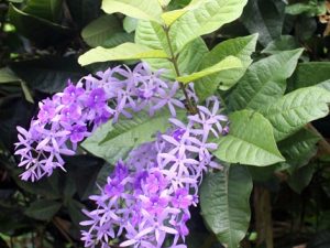 Pokok Sandpaper Vine