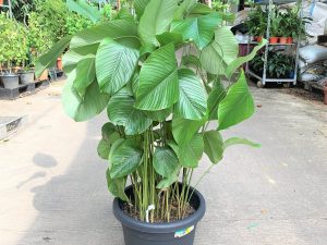 Pokok Thaumatococcus