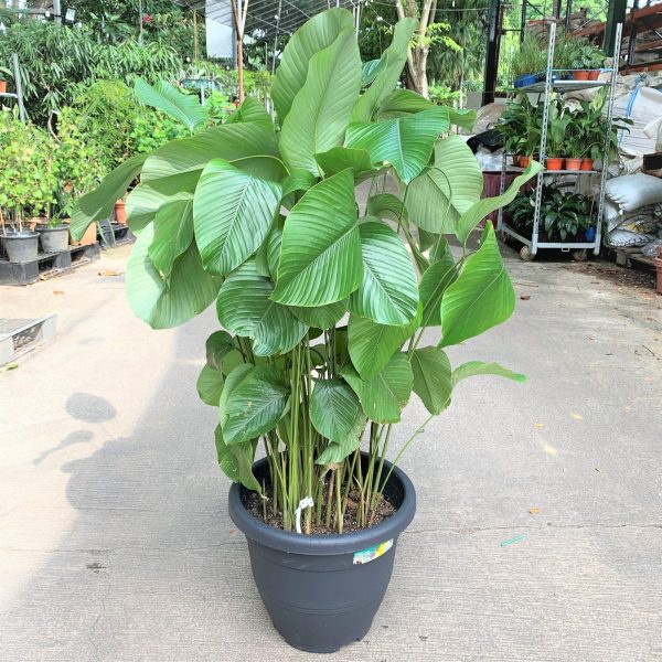 Pokok Thaumatococcus