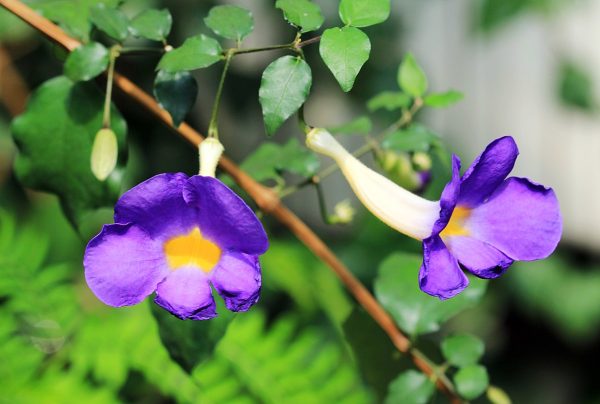 Pokok Trumpet